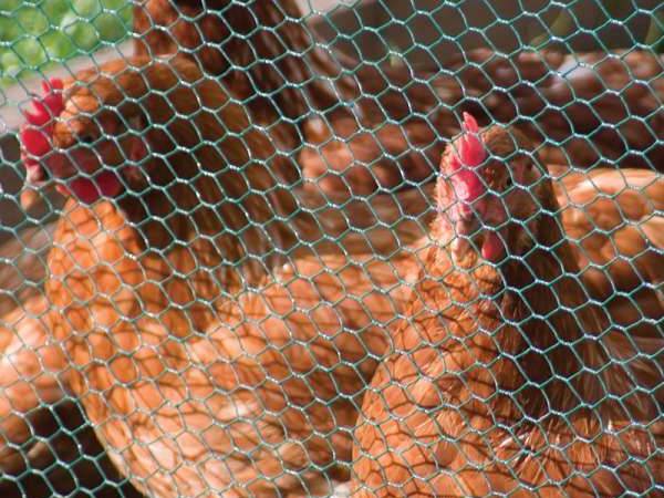 V Protek Galvanized Fence Wire Poultry Netting Plants Support Fence Sliver 